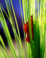 Grass Tree and Leaf