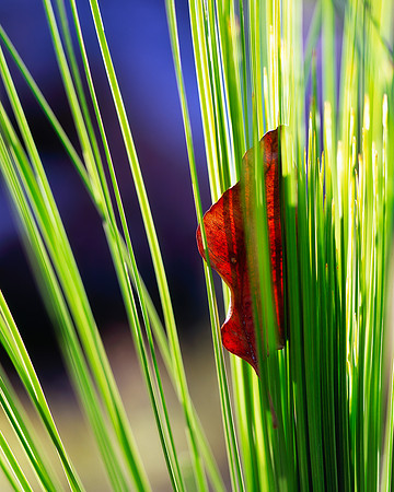 Grass Tree and Leaf