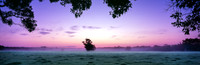 Field Tree Sunrise