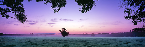 Field Tree Sunrise