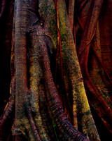 Forest Guardian, Queensland