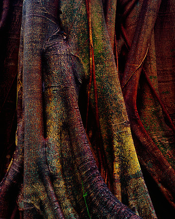 Forest Guardian, Queensland