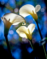 Lilies by the Stream