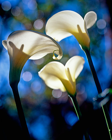 Lilies by the Stream