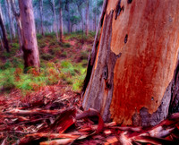 Boranup Forest Tree in Fog