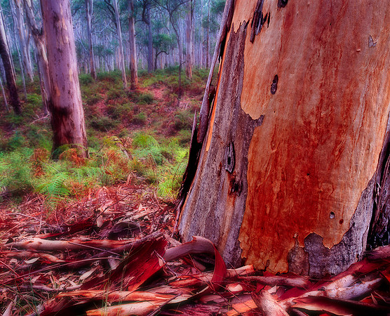 Boranup Forest Tree in Fog