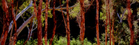 Dale Gorge Eucalypts Panorama