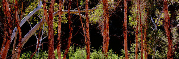 Dale Gorge Eucalypts Panorama