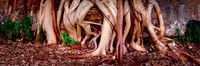 Dale Gorge Roots Panorama