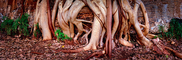 Dale Gorge Roots Panorama