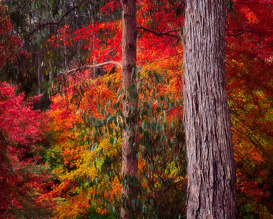 Mt Lofty Autumn Foliage