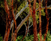 Dale Gorge Eucalypts