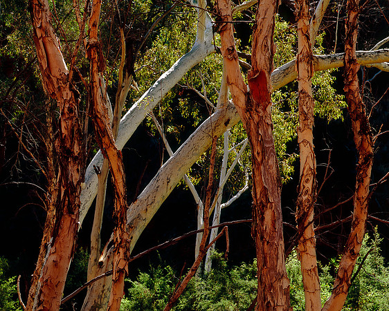 Dale Gorge Eucalypts