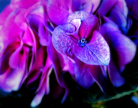 Hydrangea Bloom