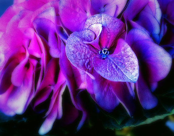 Hydrangea Bloom
