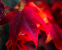 Red Leaf, Mundaring