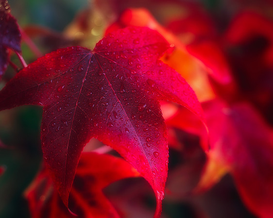 Red Leaf, Mundaring