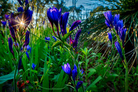 Blue Wildflower Starburst