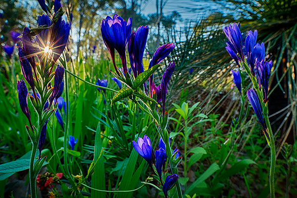 Blue Wildflower Starburst