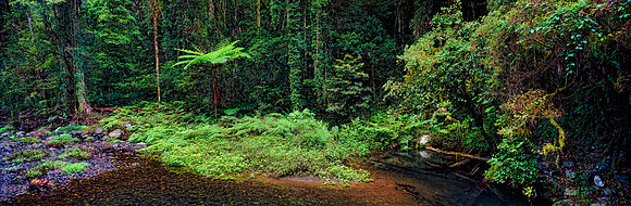 Ancient Rainforest Stream