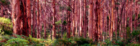 Selected Panoramas