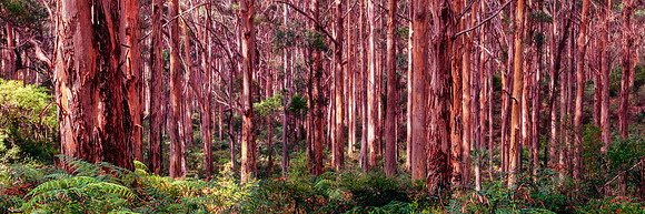 Boranup Forest Morning Panorama