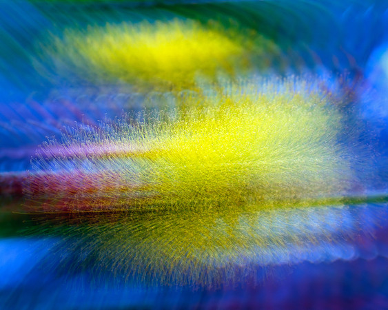 Eucalyptus erythrocorys at Speed
