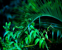 Zamia Palm Fromd