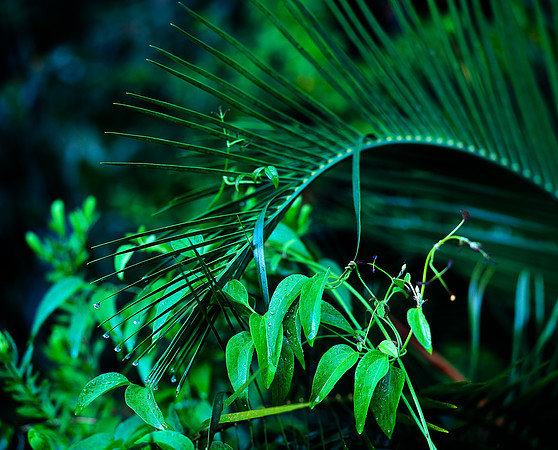 Zamia Palm Fromd