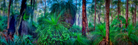 Grasstrees in Spring