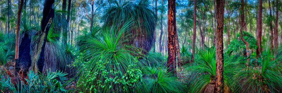 Grasstrees in Spring