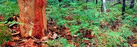 Rusty Gum Forest Panorama