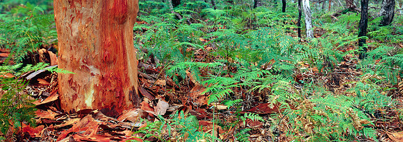 Rusty Gum Forest Panorama