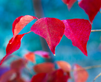 Fire Leaves
