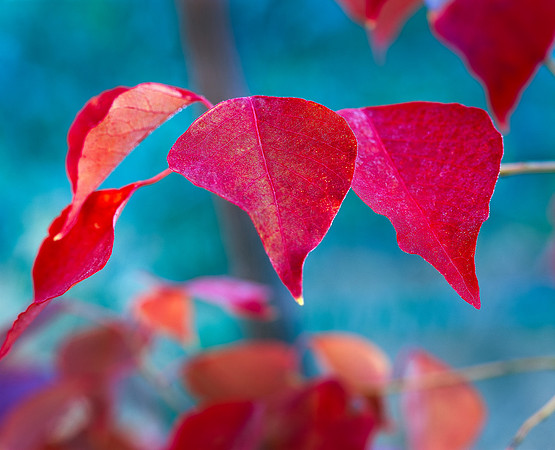 Fire Leaves