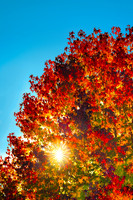 Liquidambar Sunburst