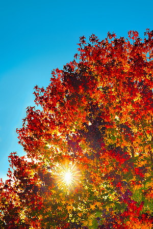 Liquidambar Sunburst
