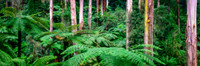 Fern Tree Gully