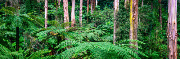 Fern Tree Gully