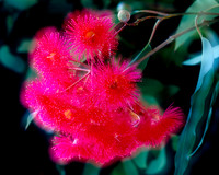 Red Eucalyptus Blossom