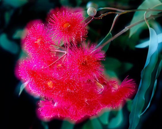 Red Eucalyptus Blossom