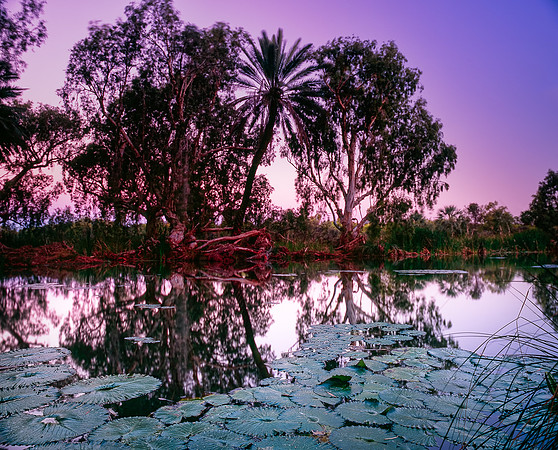 Millstream Lilly Pool Sunset