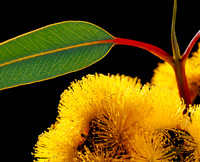 Wildflowers and Botanical