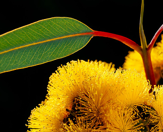 Eucalyptus Erythrocorys Flower