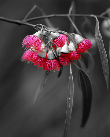 Eucalyptus leucoxylon Rosea- Red on Black