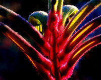 Kangaroo Paw Detail