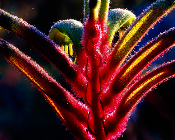Kangaroo Paw Detail