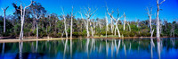 Forest Lake Reflections
