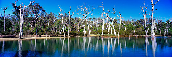 Forest Lake Reflections