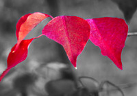 Fire Leaves Red on Black